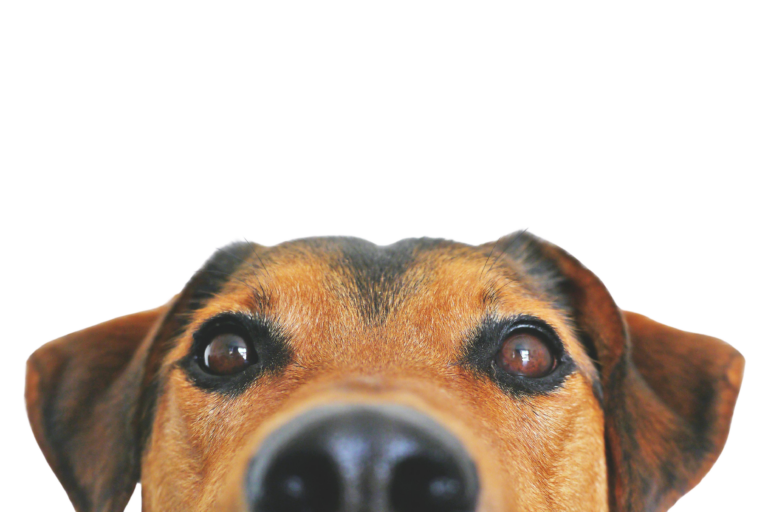 hund-forside – redigeret